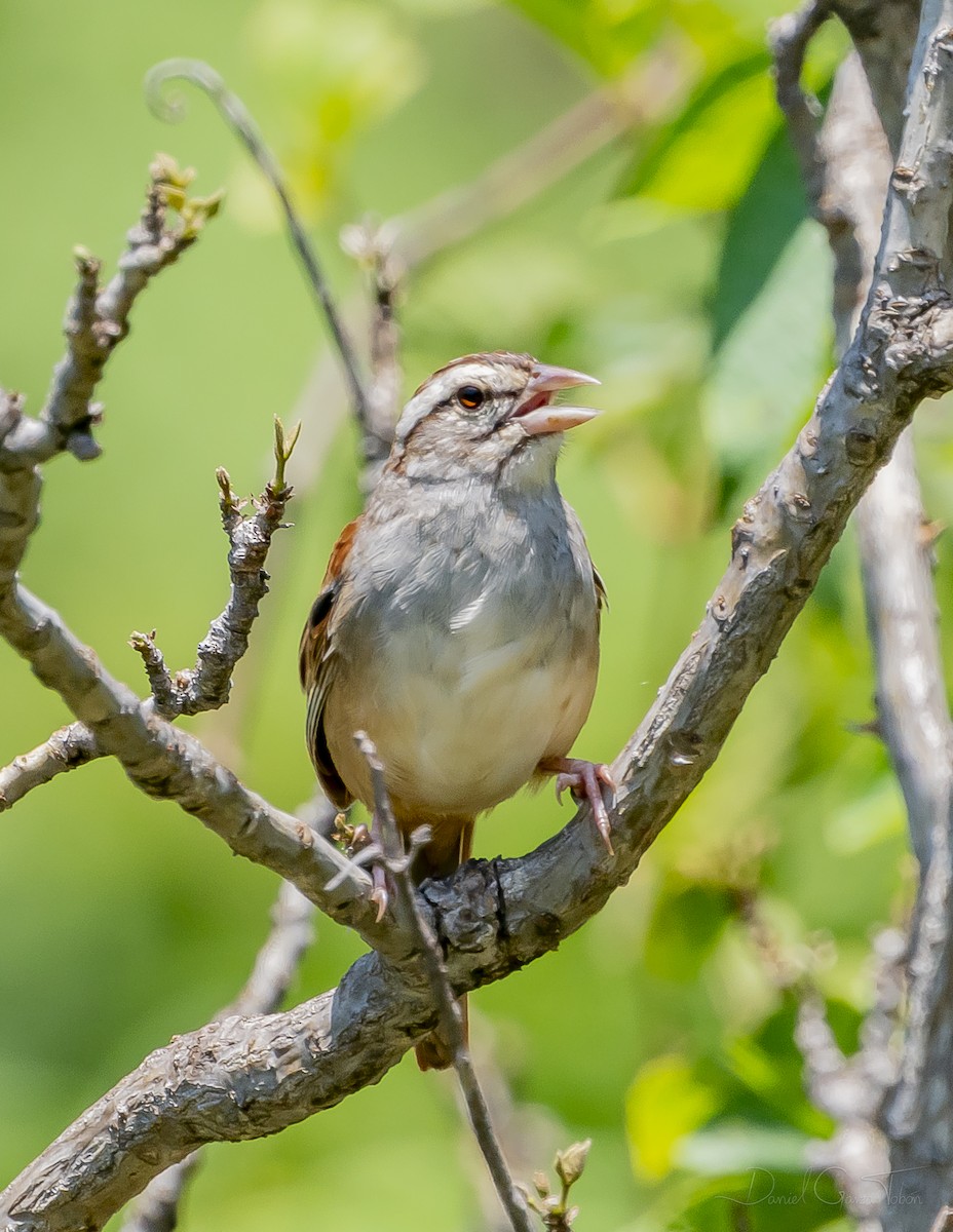Cinnamon-tailed Sparrow - ML267425651