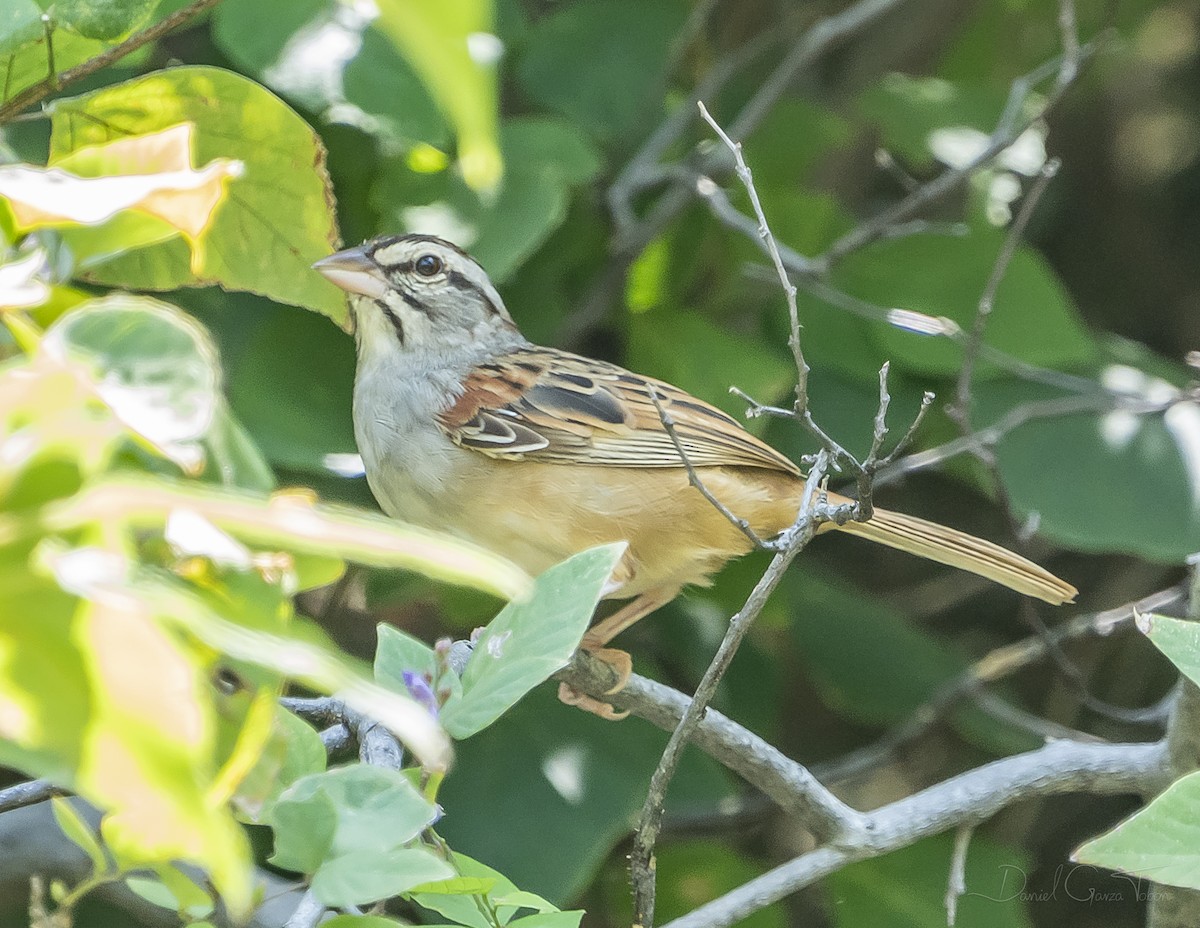 Cinnamon-tailed Sparrow - ML267425661