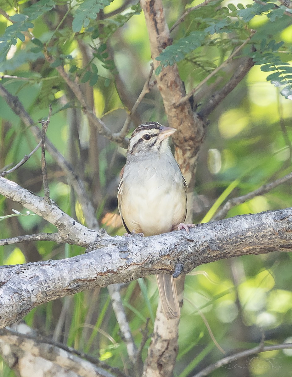 Cinnamon-tailed Sparrow - ML267425691