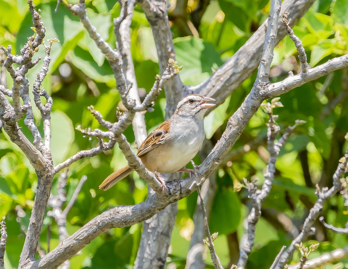 Cinnamon-tailed Sparrow - ML267425751