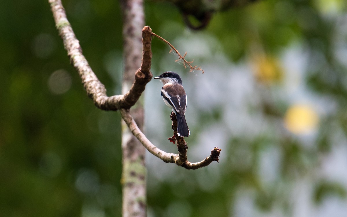 Bar-winged Flycatcher-shrike - Shailesh Pinto