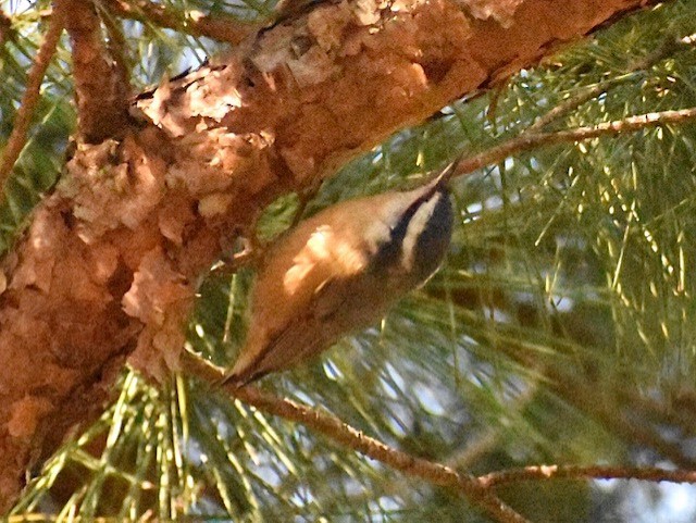 Red-breasted Nuthatch - ML267430061