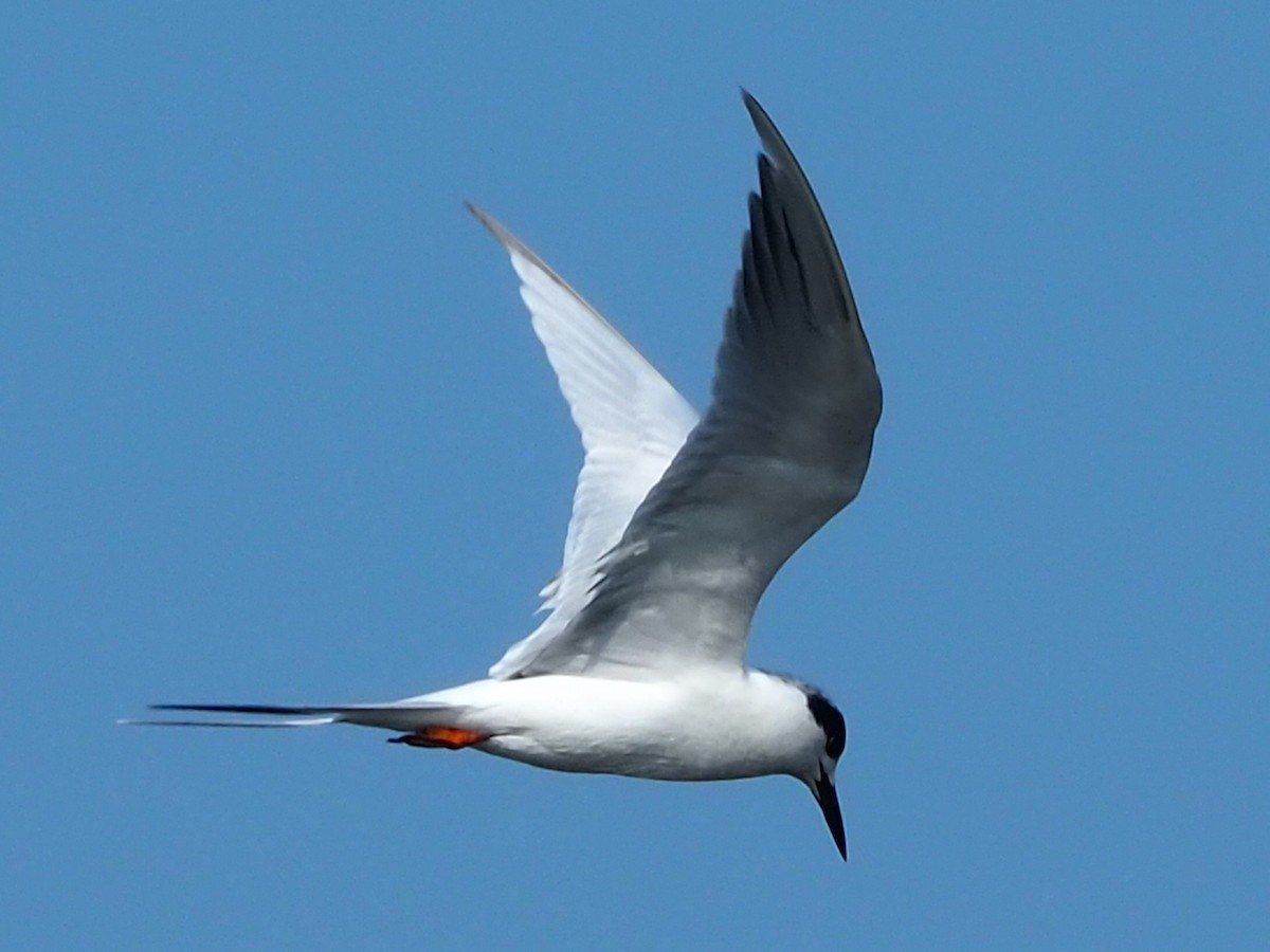 Common Tern - Jeff Sims