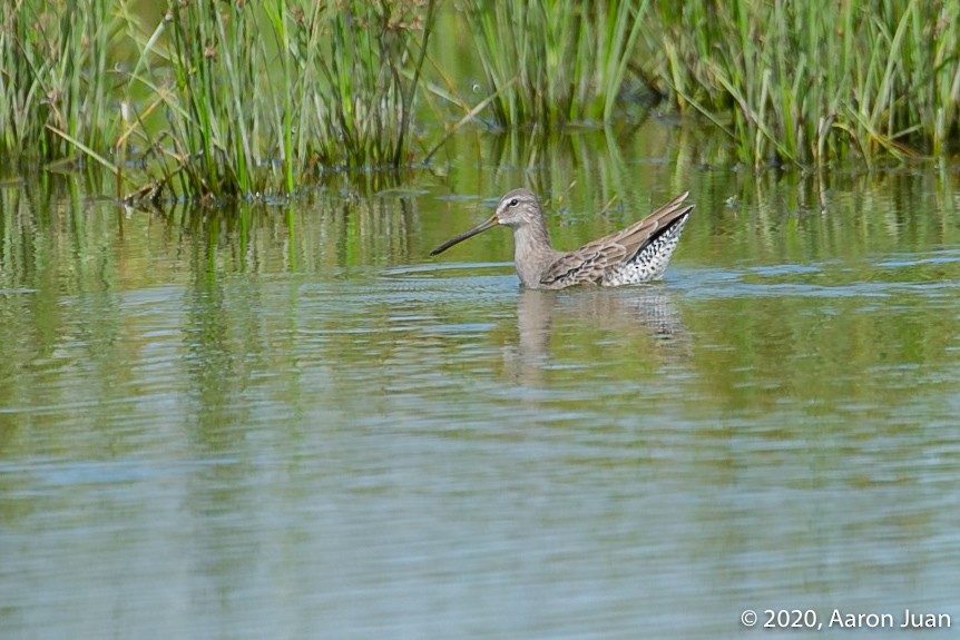 Long-billed Dowitcher - ML267435721