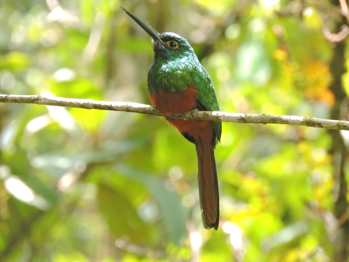 Coppery-chested Jacamar - Harold Rodriguez
