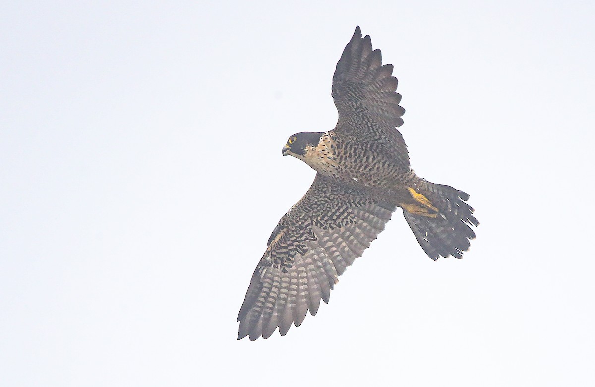 Peregrine Falcon (North American) - Blake Matheson