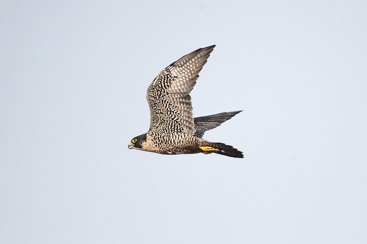 Peregrine Falcon (North American) - ML267448141