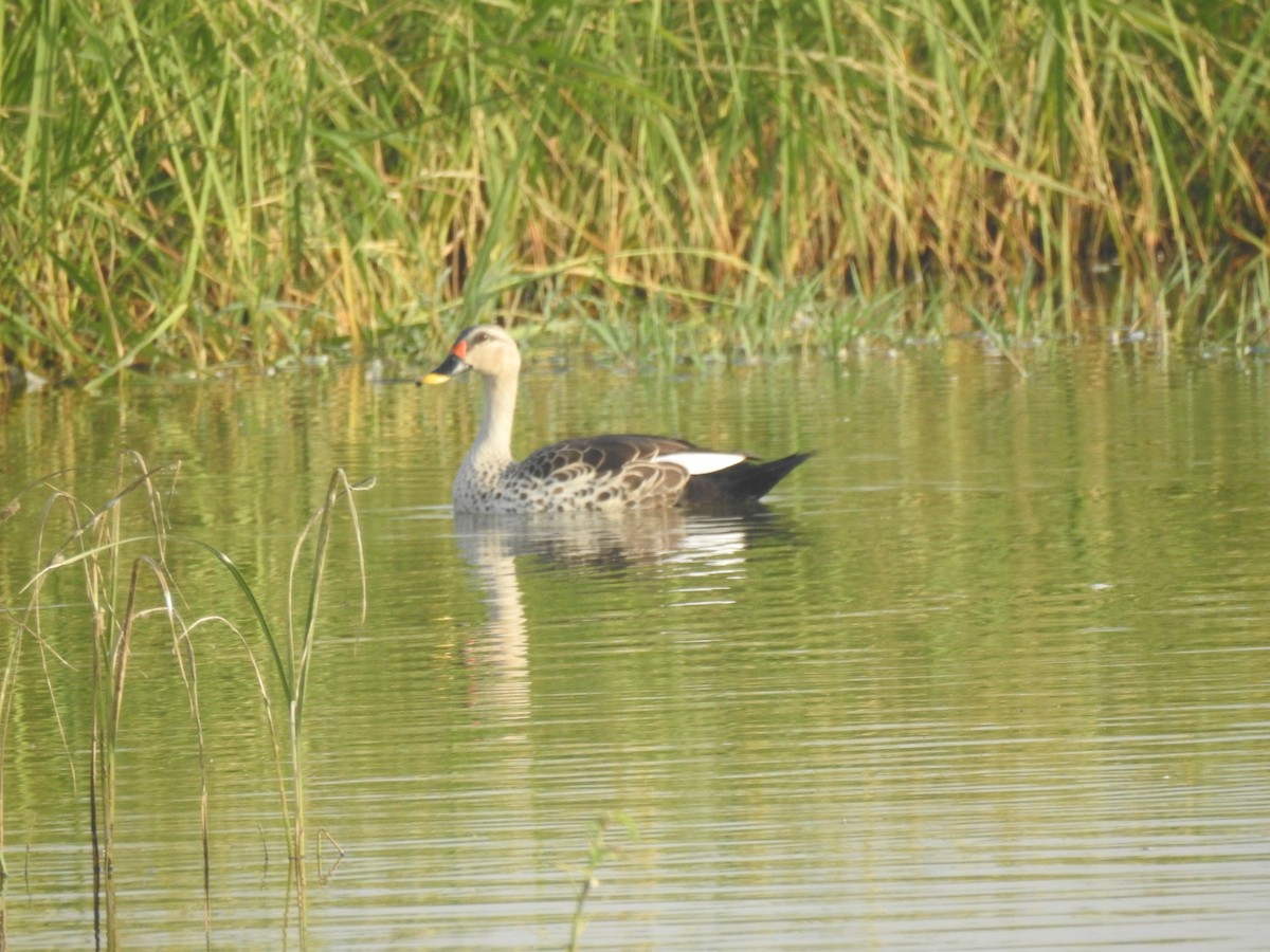 Indian Spot-billed Duck - ML267448381