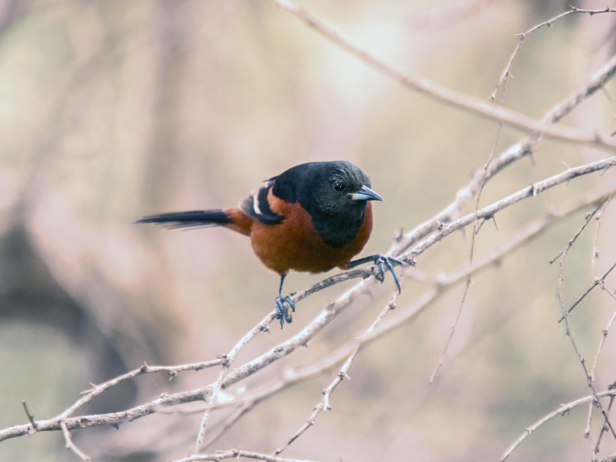 Orchard Oriole - ML267451561