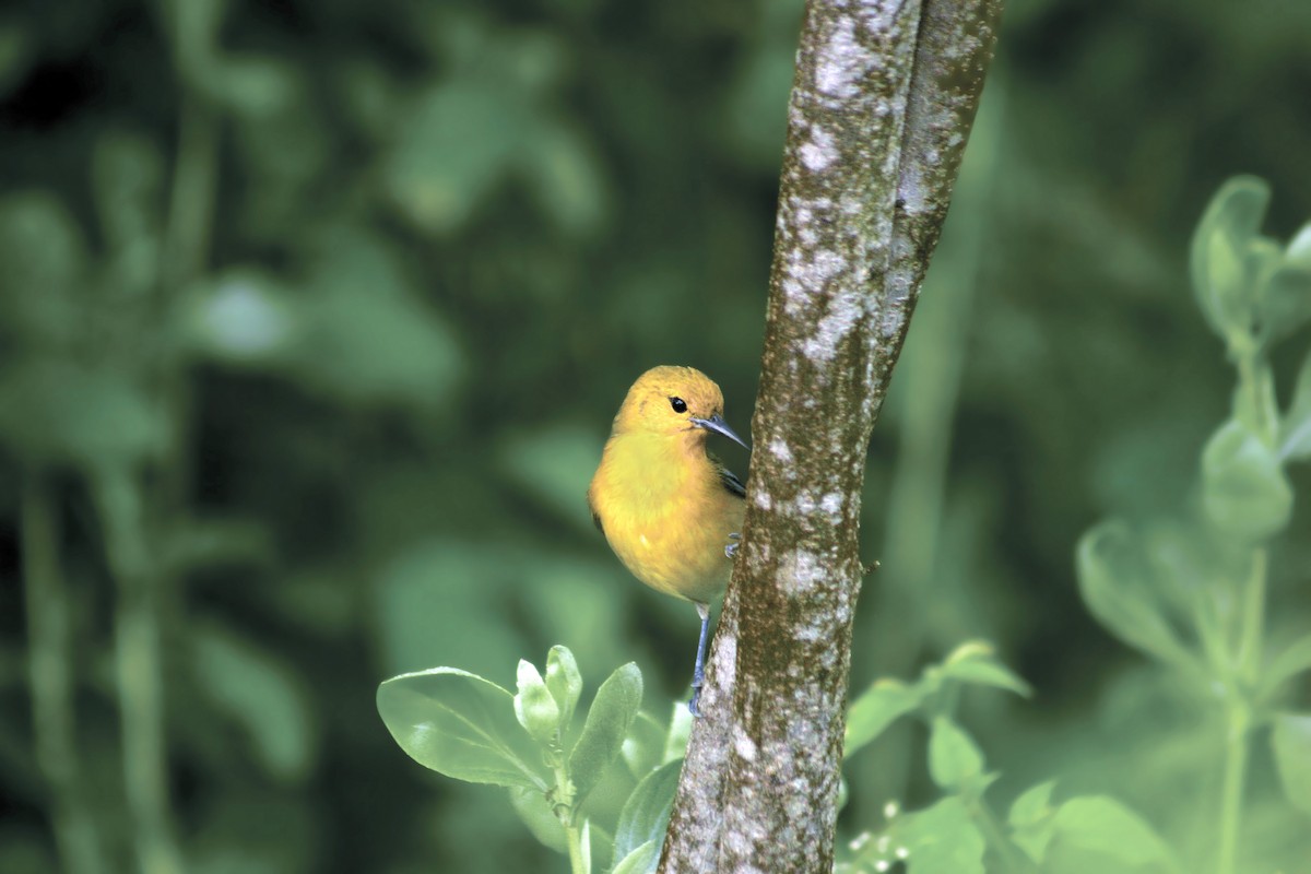 Prothonotary Warbler - ML267451581