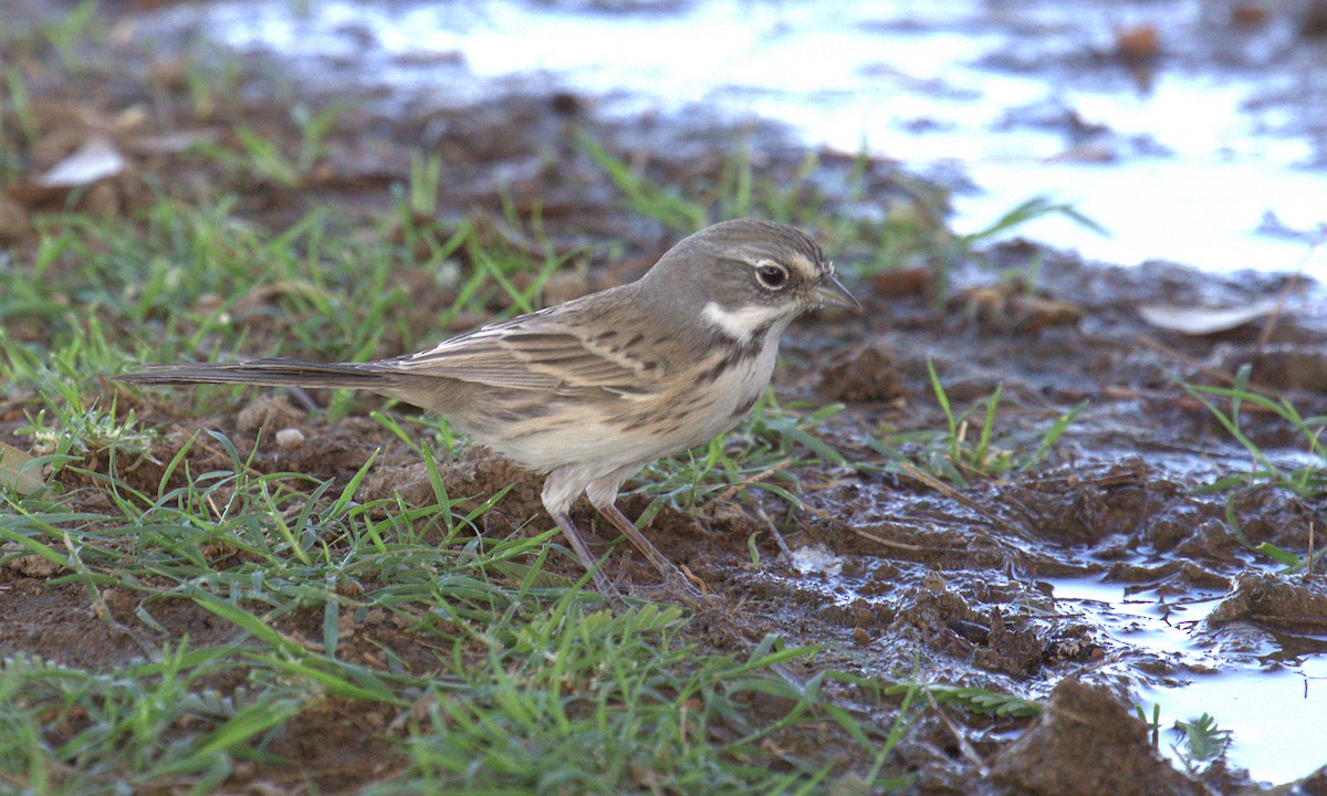 Sagebrush/Bell's Sparrow (Sage Sparrow) - ML267455151