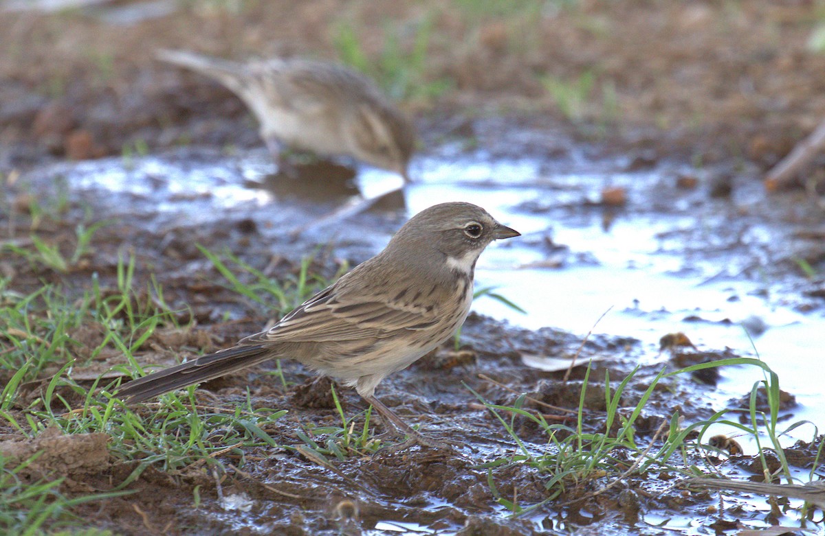 Sagebrush/Bell's Sparrow (Sage Sparrow) - ML267455221