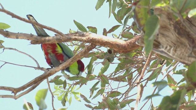 Red-capped Parrot - ML267455561