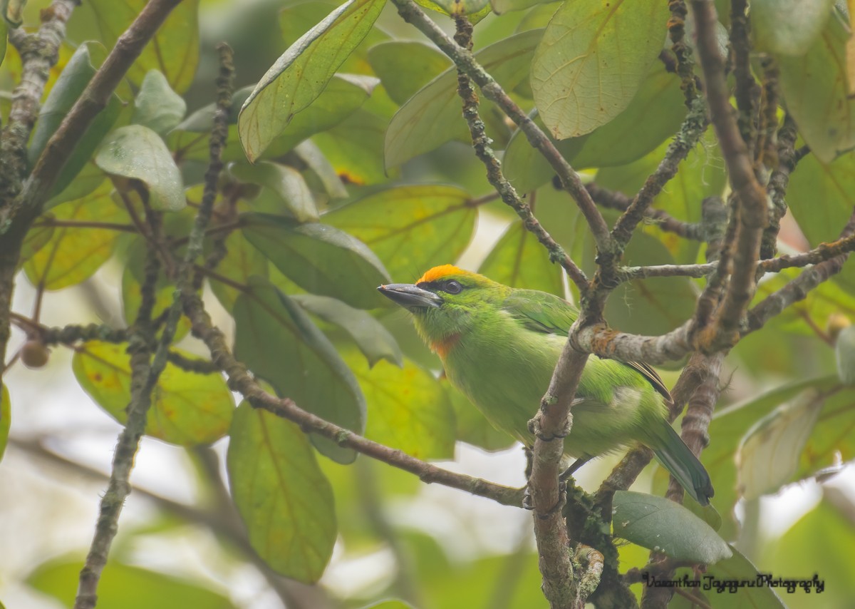 Flame-fronted Barbet - ML267458561