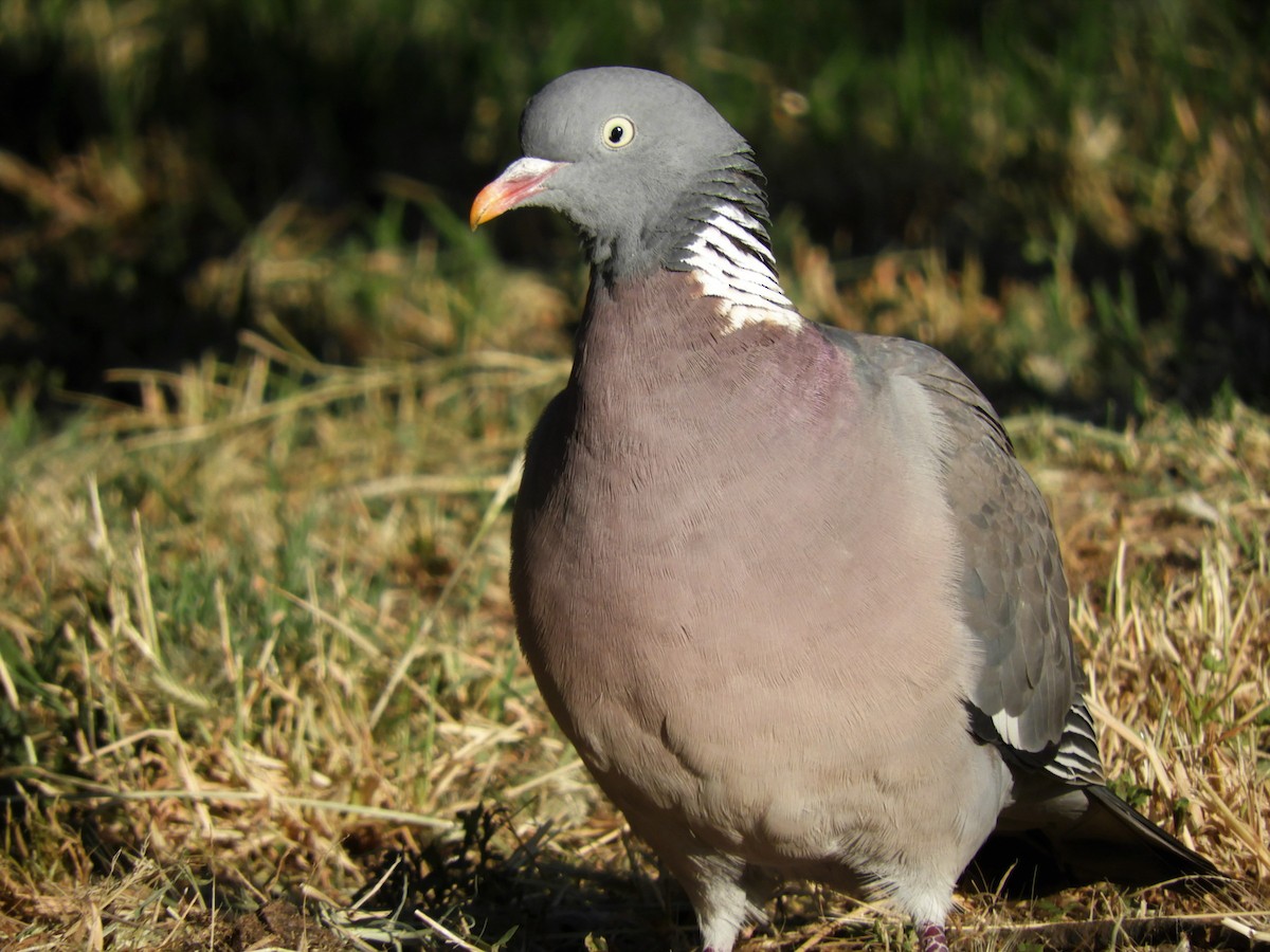 Common Wood-Pigeon - Pablo Pozo 🦅
