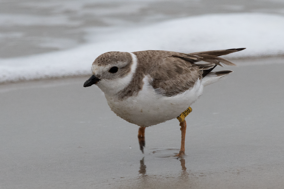 Piping Plover - ML267469911
