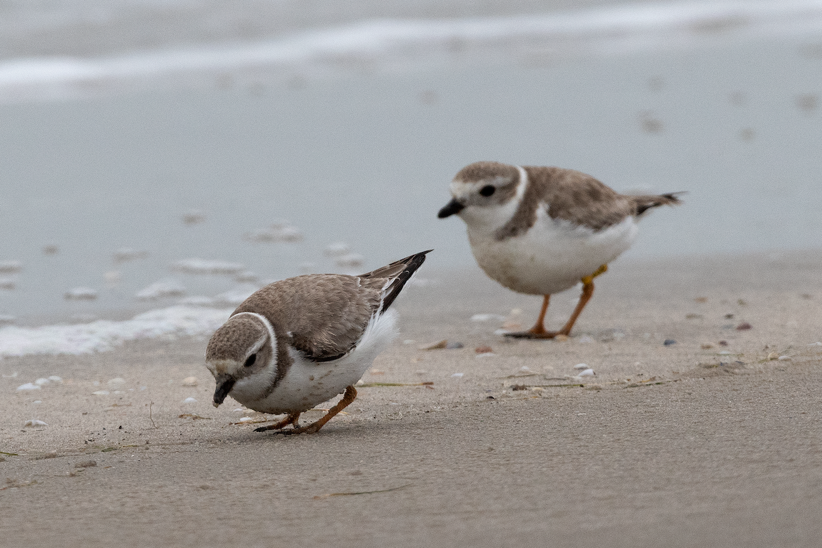 Piping Plover - ML267469931