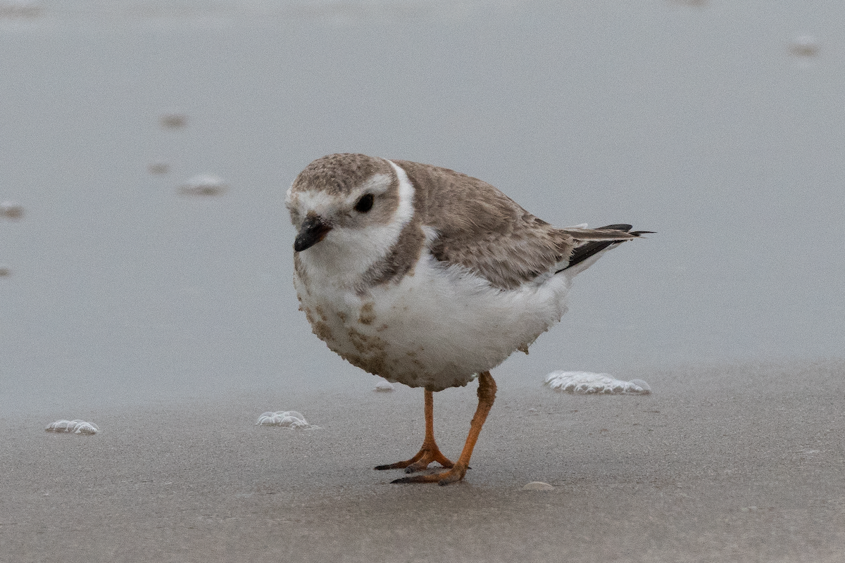 Piping Plover - ML267469941