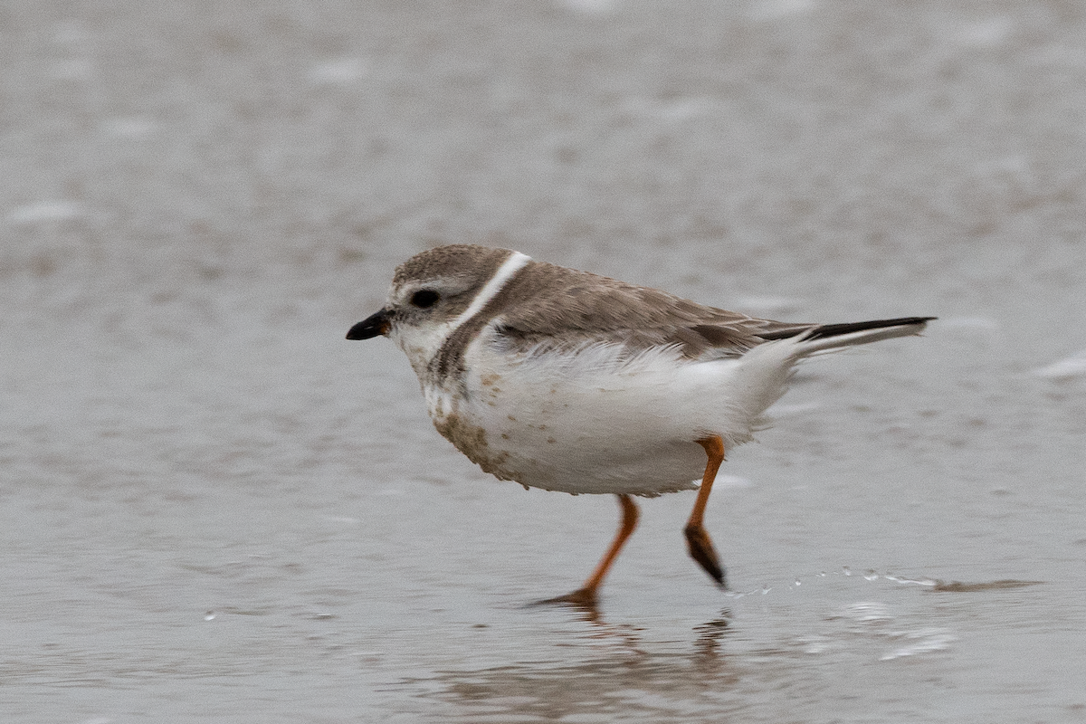 Piping Plover - ML267470901