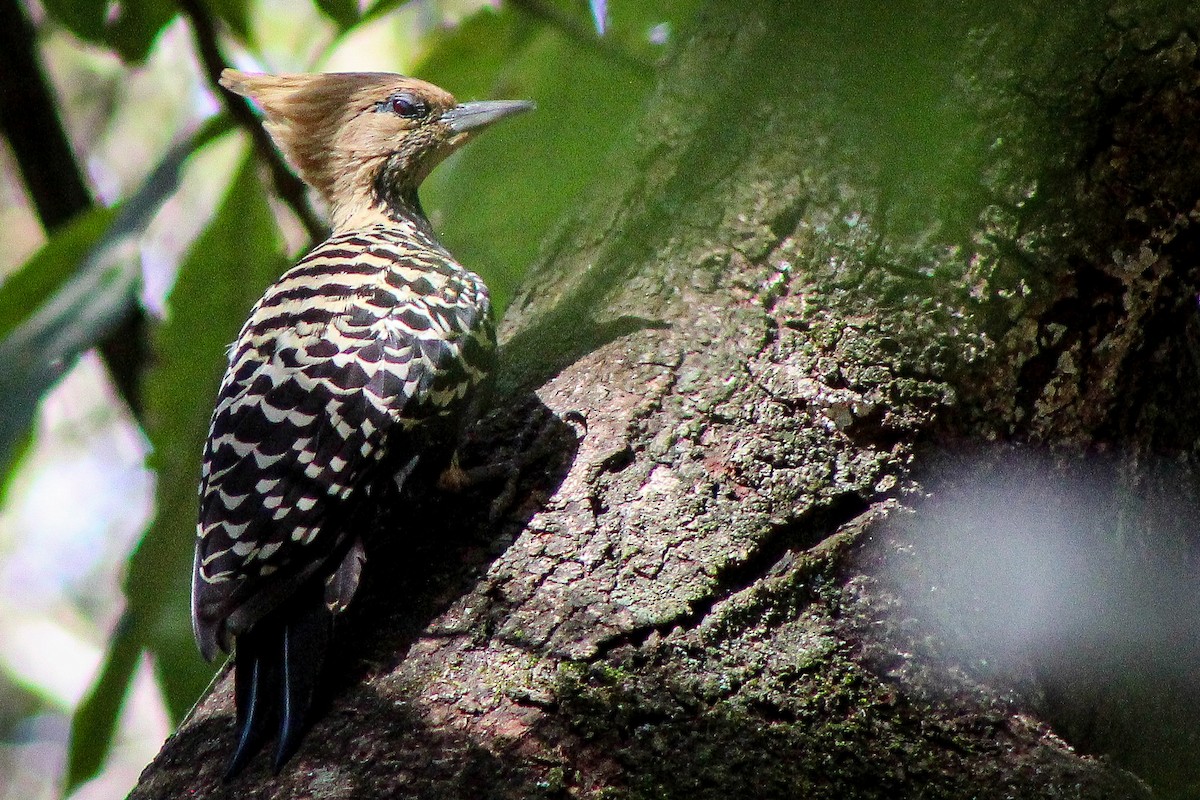 Ochre-backed/Blond-crested Woodpecker - ML267473671