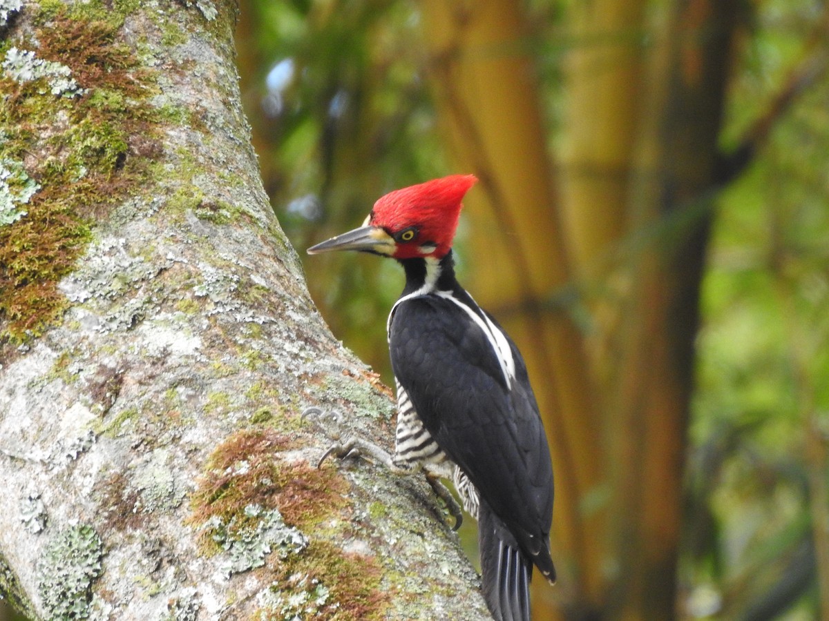 Crimson-crested Woodpecker - ML267474351