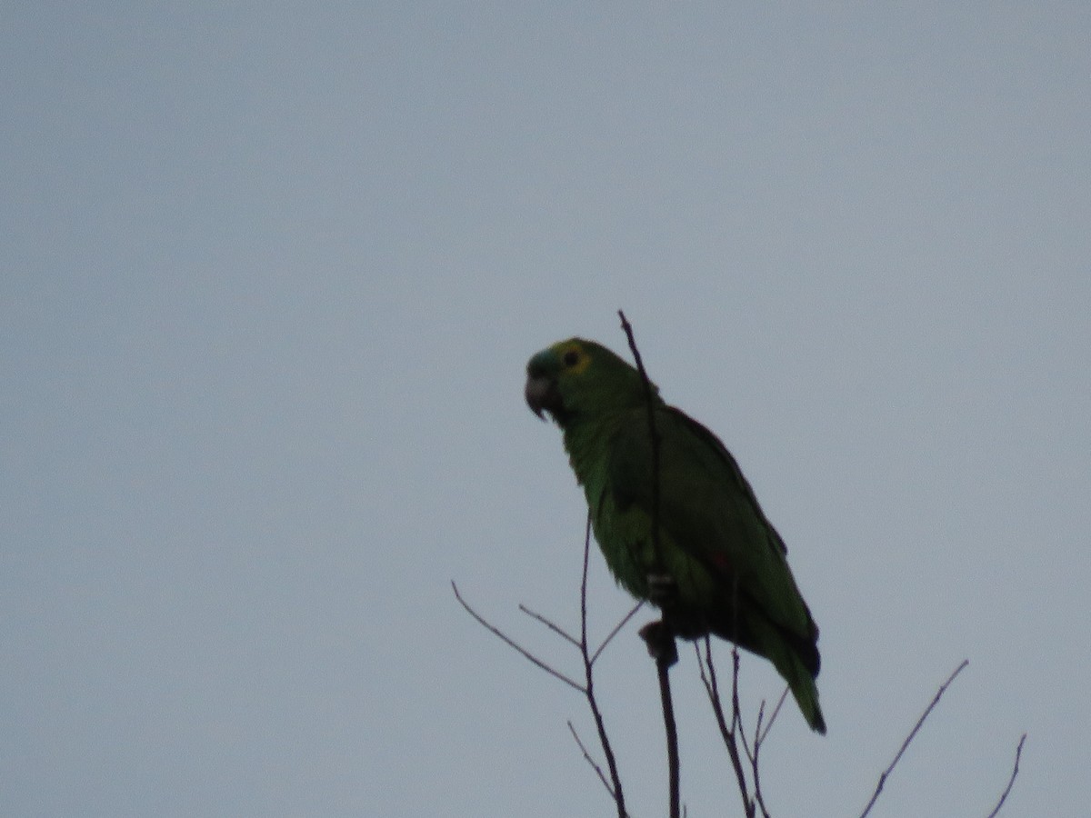 Turquoise-fronted Parrot - ML267478961