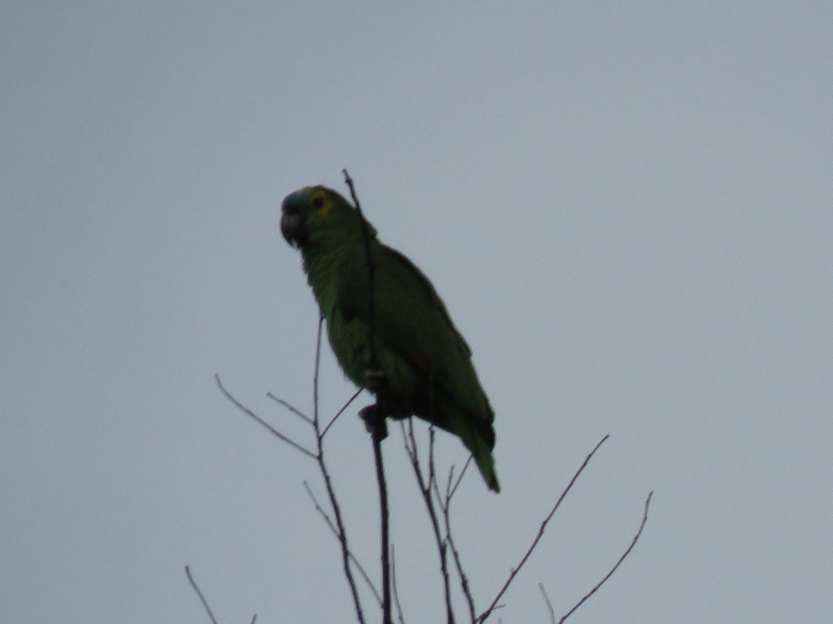 Turquoise-fronted Parrot - Romeu Gama