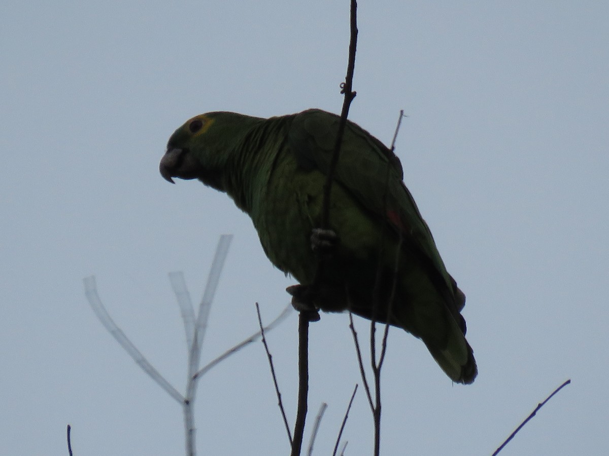 Turquoise-fronted Parrot - ML267479011
