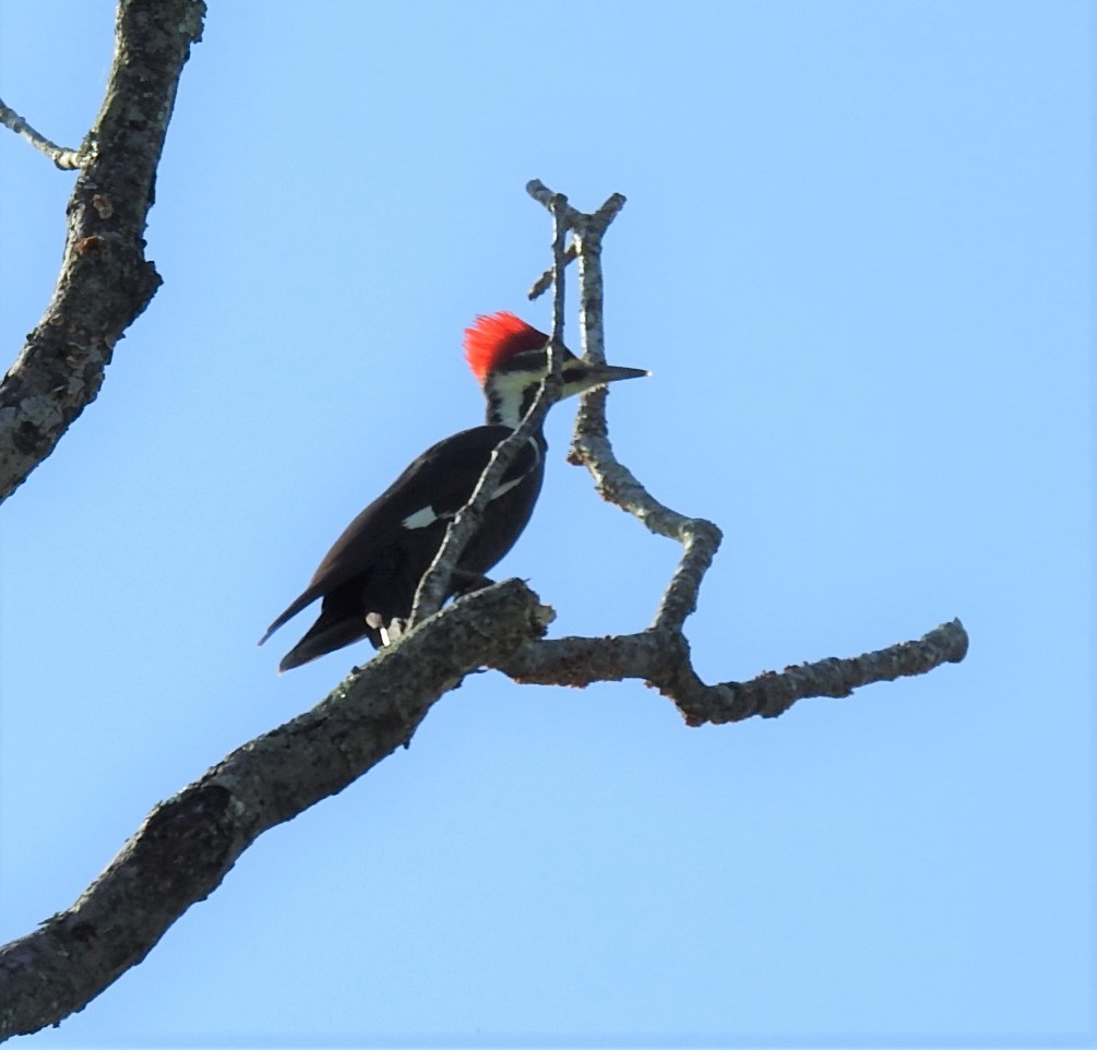 Pileated Woodpecker - ML267481351