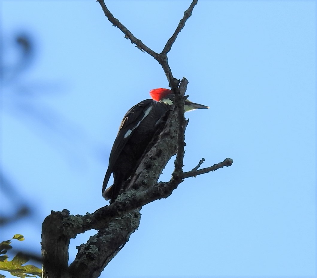 Pileated Woodpecker - ML267481361