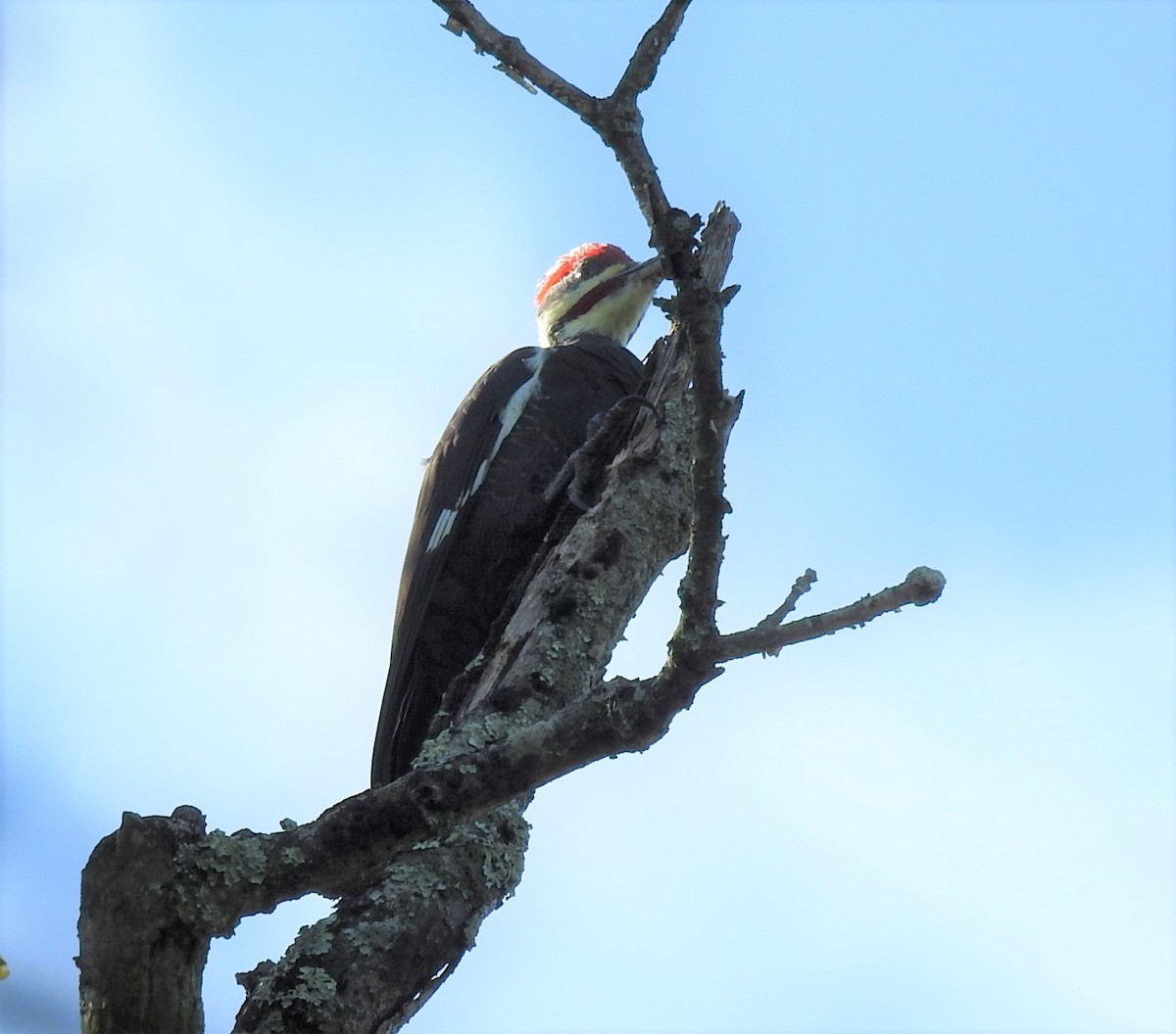 Pileated Woodpecker - ML267481371