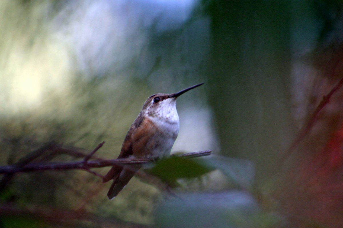 Rufous Hummingbird - Hansel Herrera
