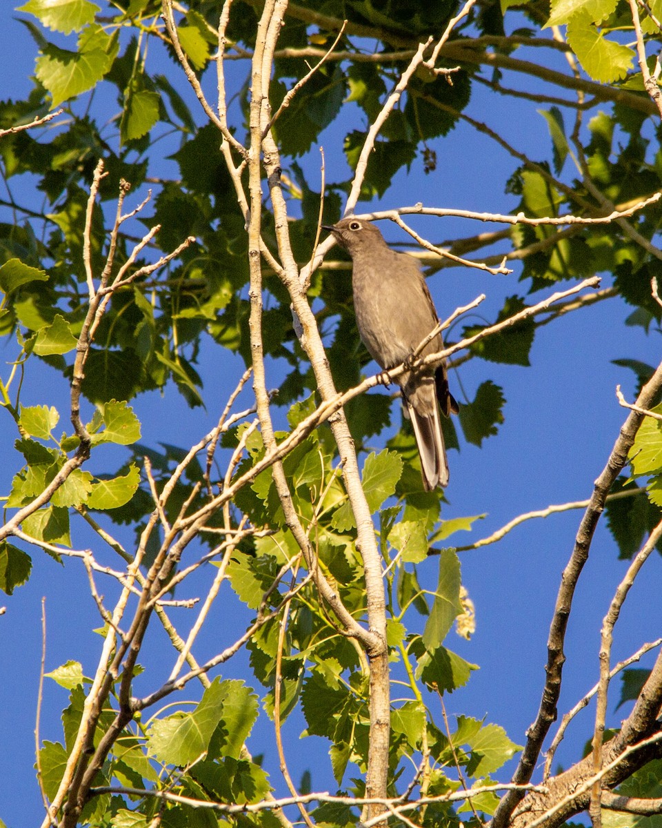 Townsend's Solitaire - Tim Ludwick