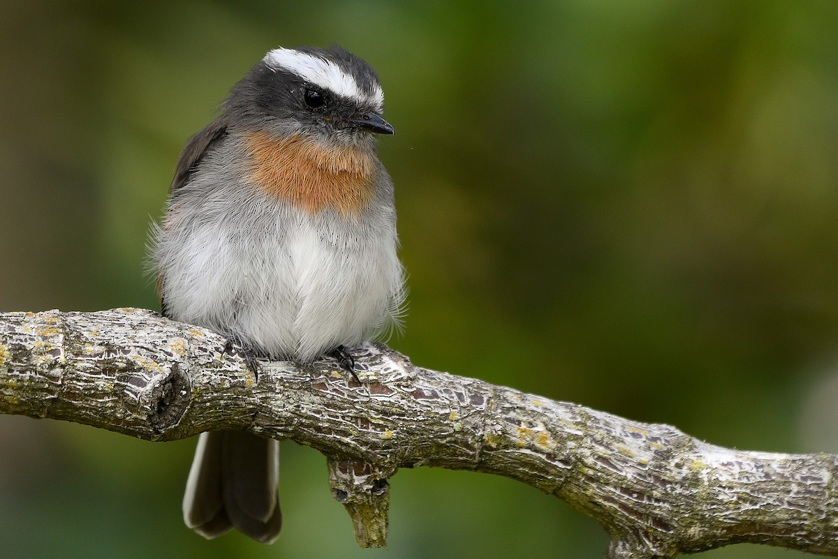 Rufous-breasted Chat-Tyrant - Maria Jose Lou
