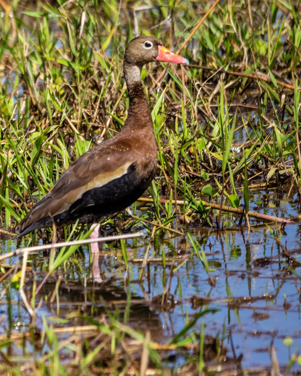 Black-bellied Whistling-Duck - Tim Ludwick