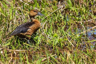 Fulvous Whistling-Duck, ML267512881