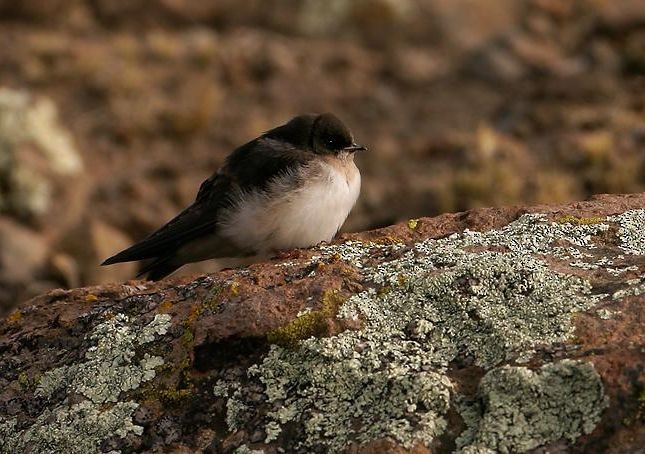 Andean Swallow - ML26751571