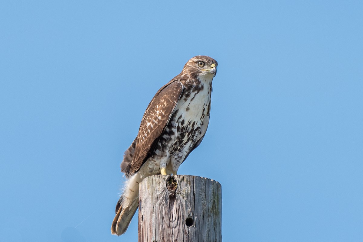 Red-tailed Hawk - ML267518091