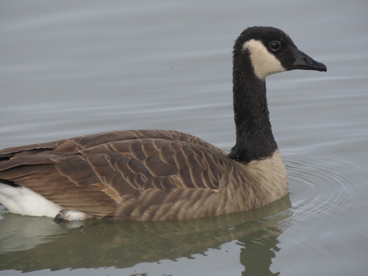Canada Goose (canadensis Group) - ML267520881