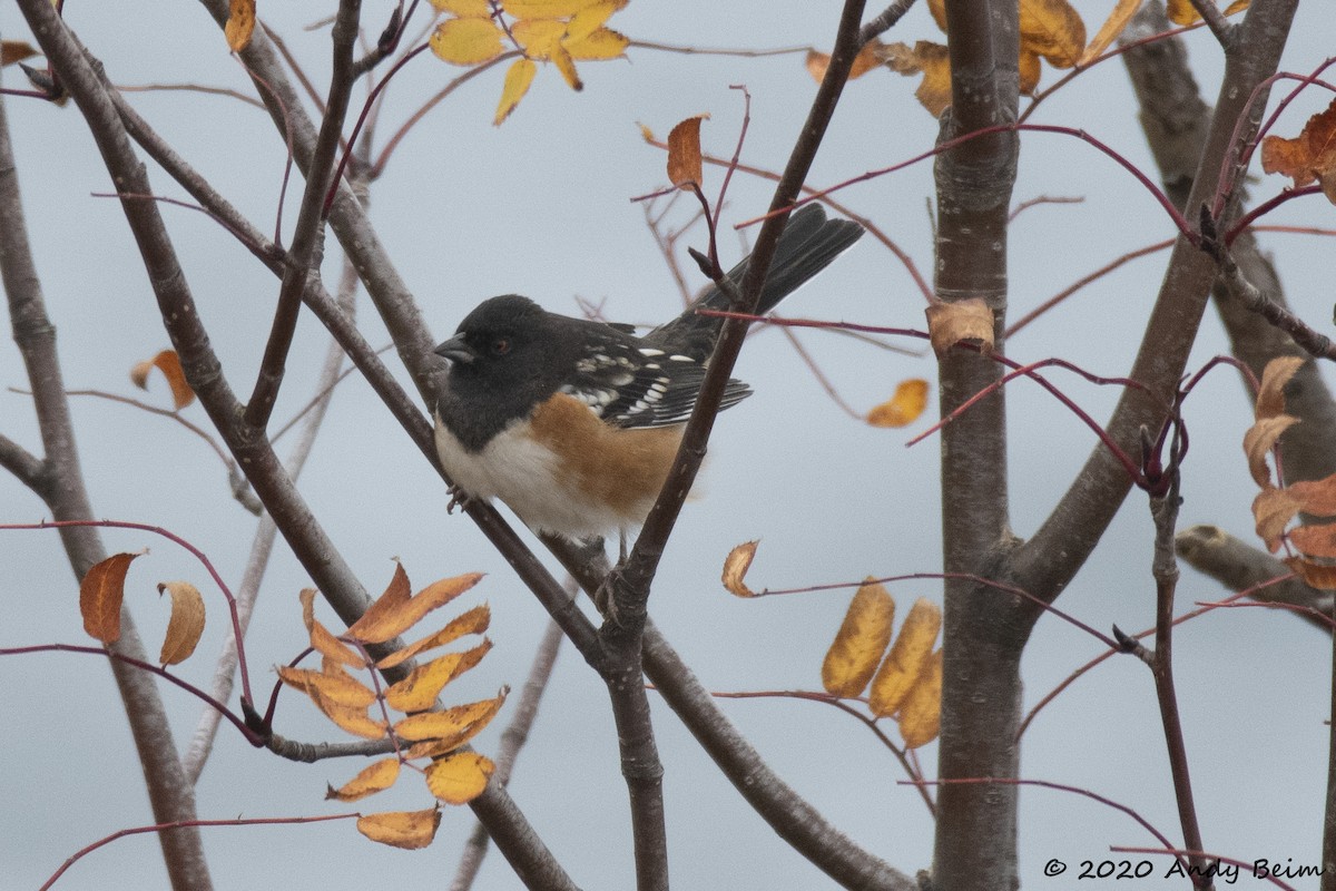 Spotted Towhee - ML267523991