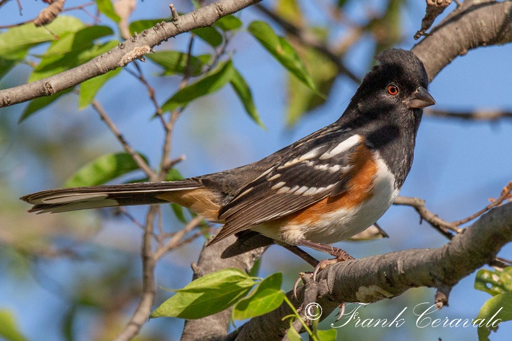 Spotted Towhee - ML267540441