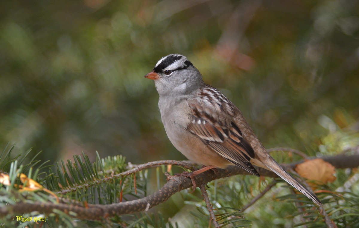 White-crowned Sparrow - François Hamel