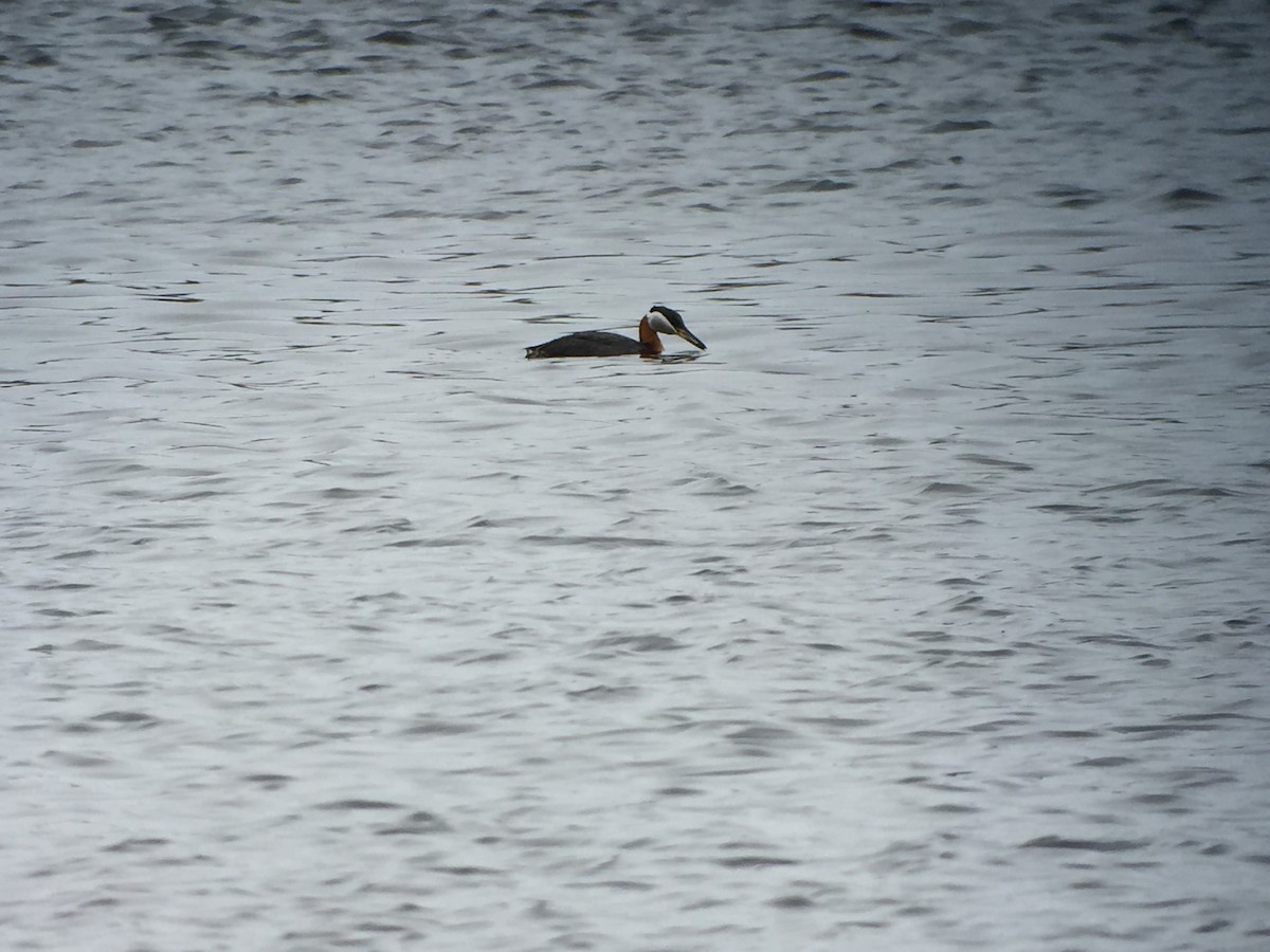 Red-necked Grebe - ML26754451