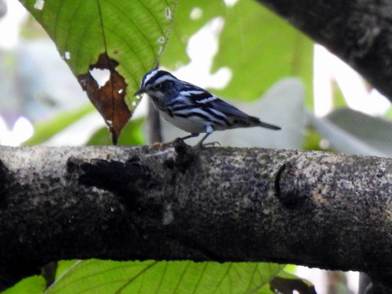 Black-and-white Warbler - ML267544611