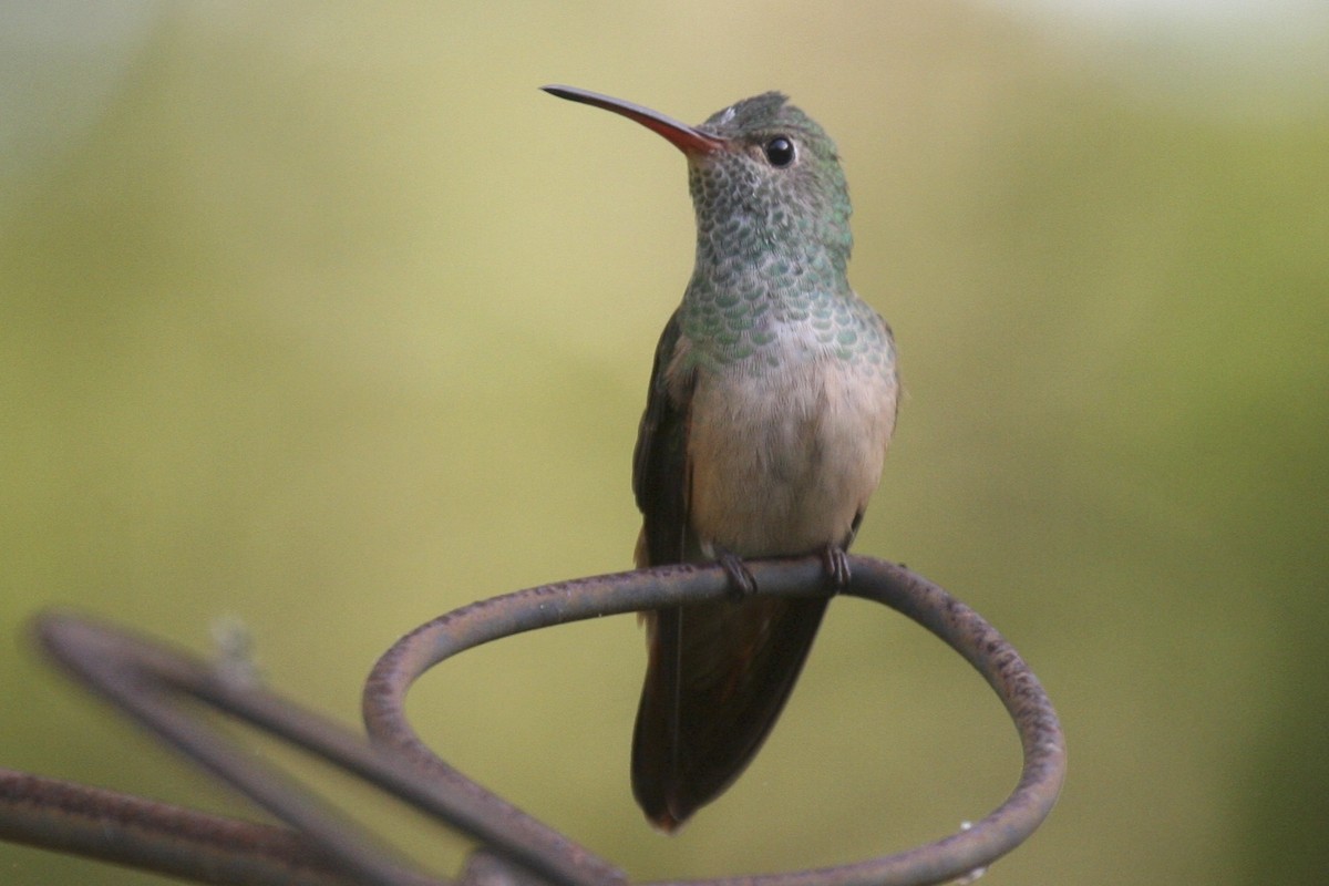 Buff-bellied Hummingbird - Rich and Sandy Jespersen