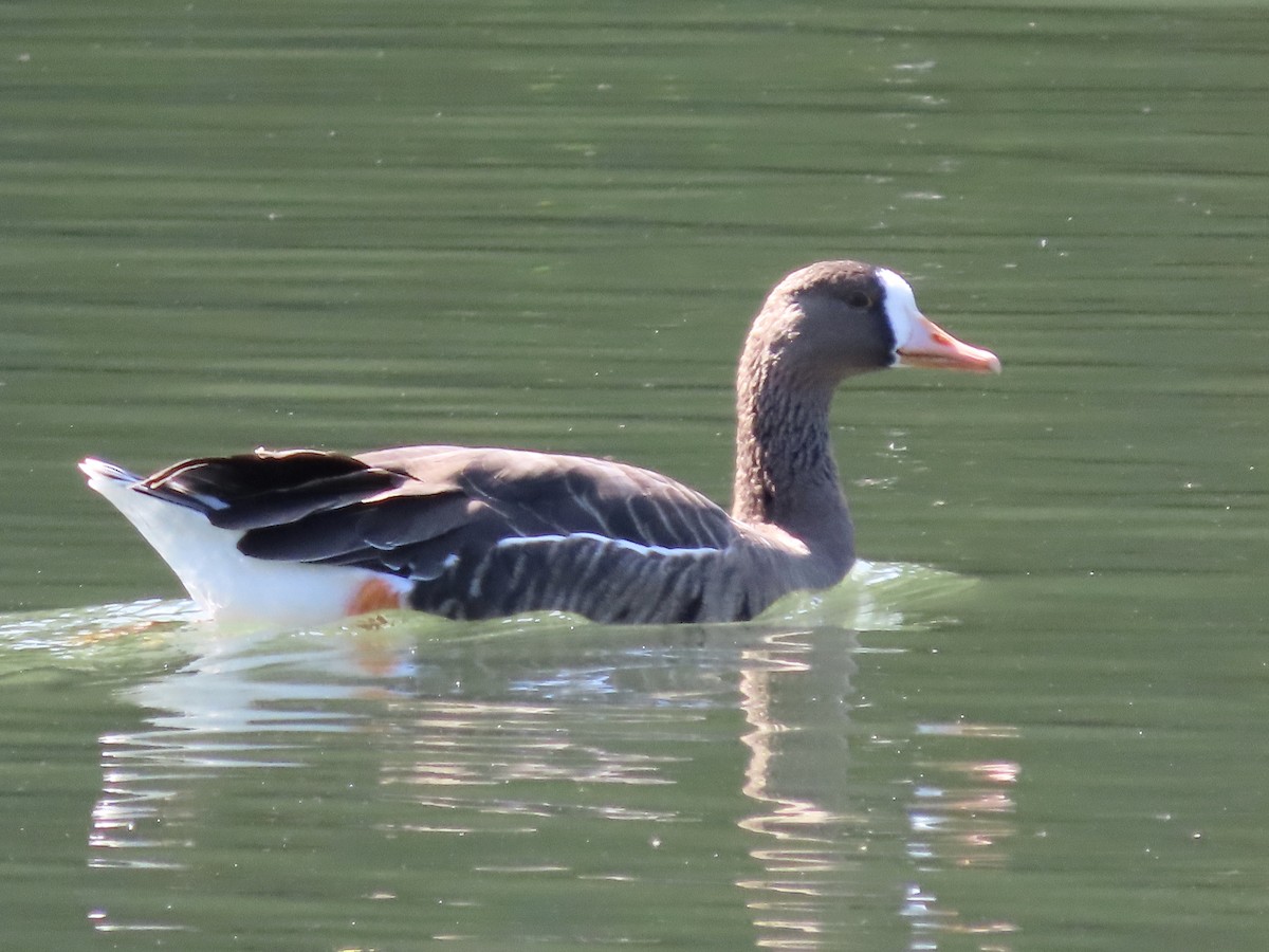 Greater White-fronted Goose - ML267554151