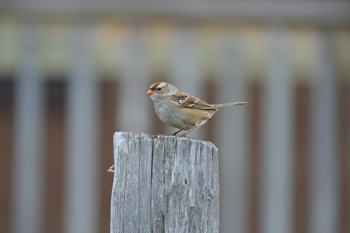 White-crowned Sparrow - Spencer Vanderhoof