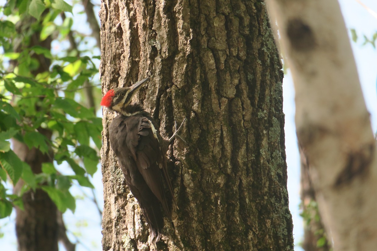 Pileated Woodpecker - ML267555001