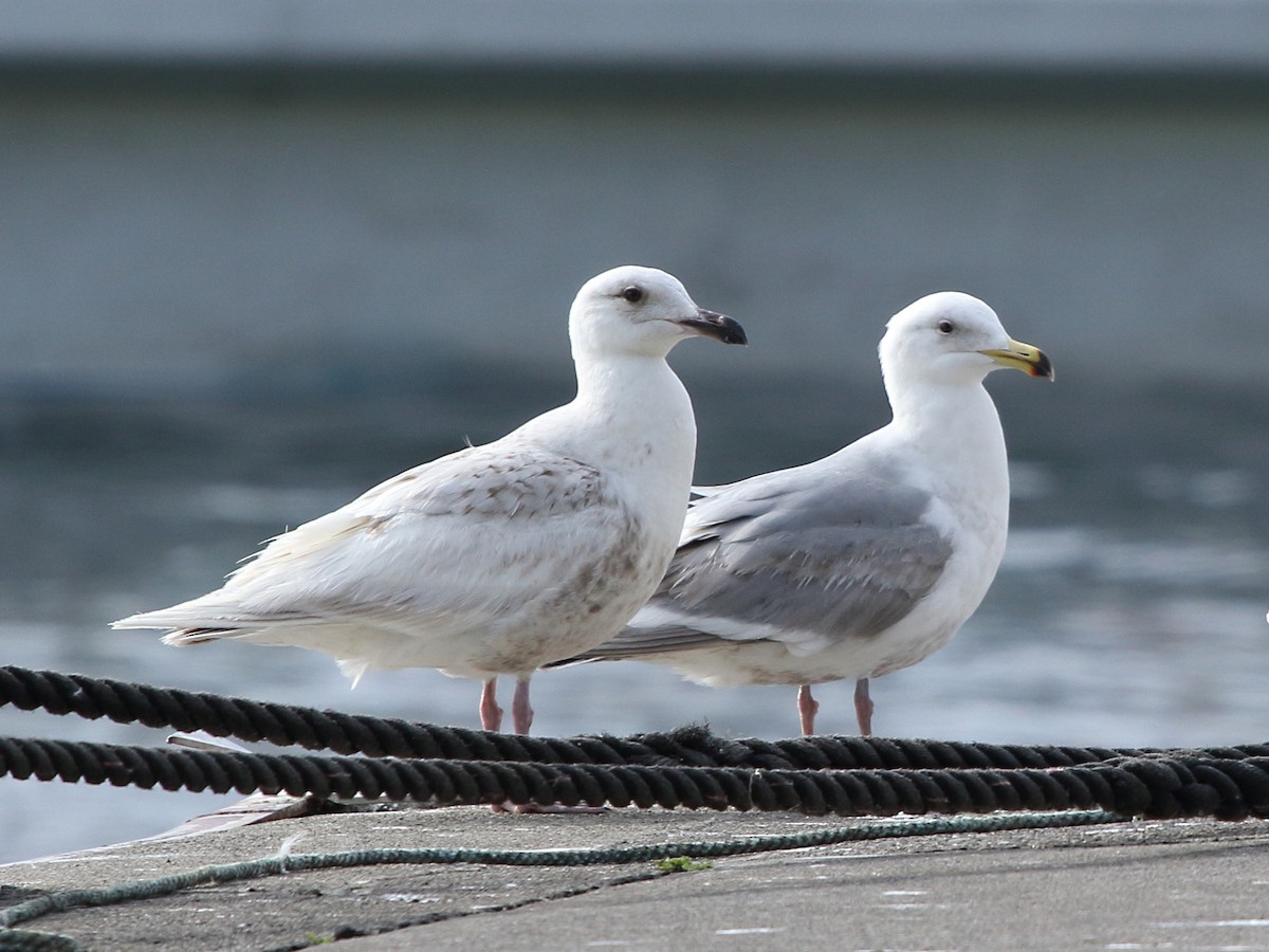 ML267562391 - Glaucous-winged Gull - Macaulay Library