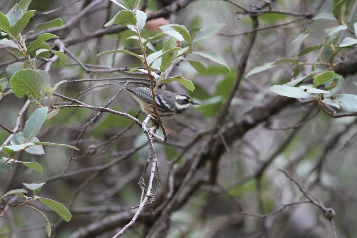 Black-throated Gray Warbler - ML267565241
